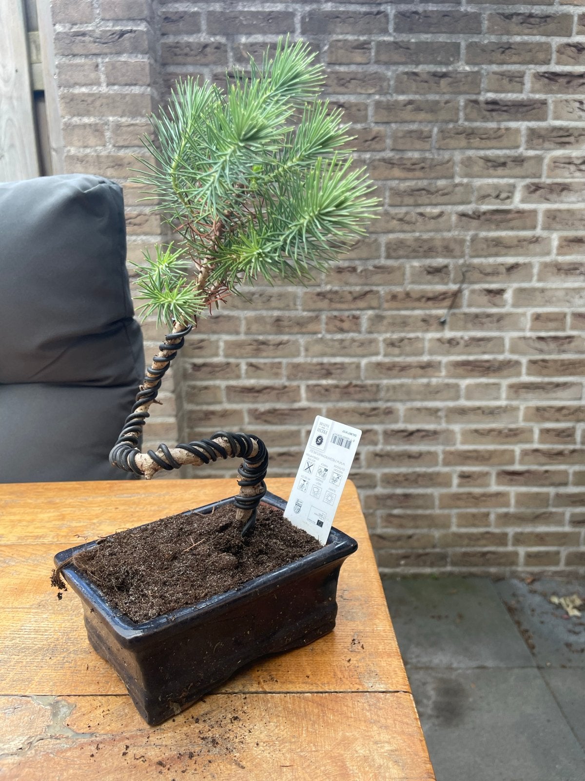 Pinus Pinea Bonsai, Tuin en Terras, Planten | Tuinplanten, Volle zon, Vaste plant, Bloeit niet, Ophalen