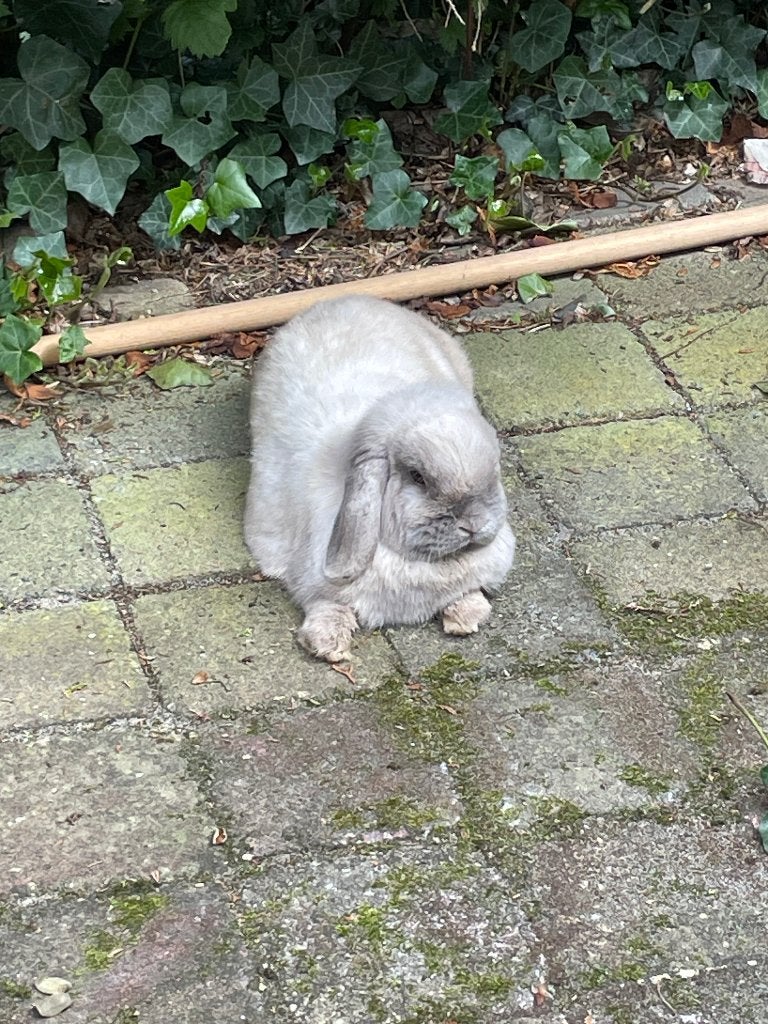 Dwergkonijn NHD Ram 4 jaar, Dieren en Toebehoren, Mannelijk, Dwerg, Hangoor, 3 tot 5 jaar