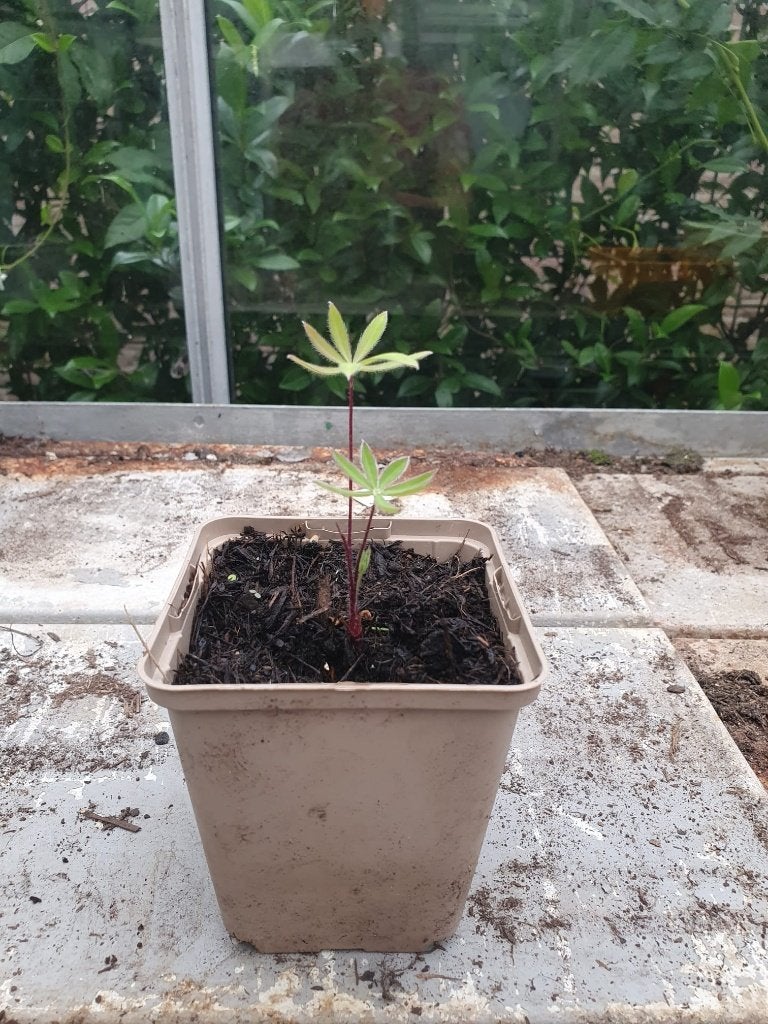 lupine, Volle zon, Tweejarig, Lente, Ophalen