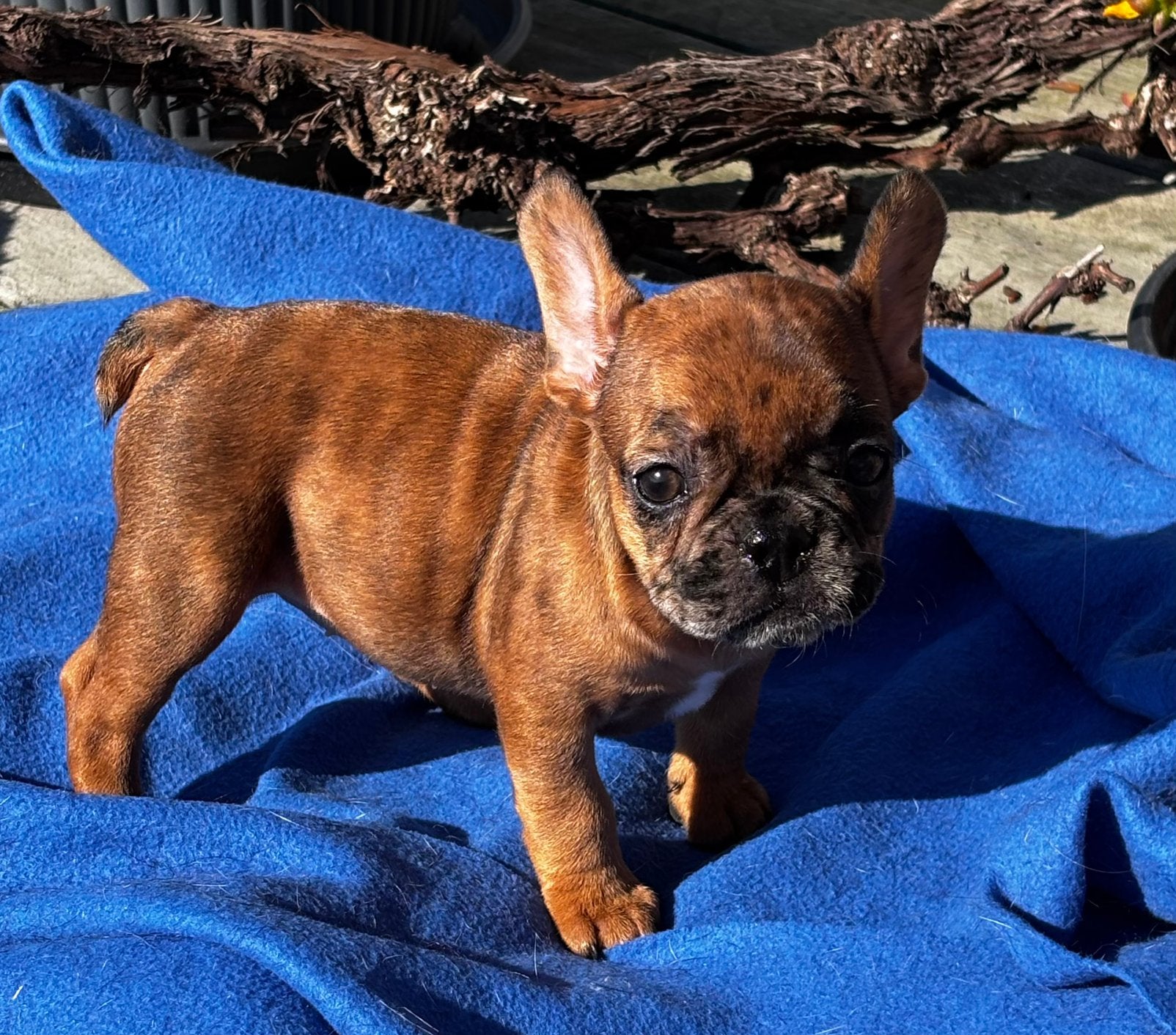 Franse Bulldog pups, Dieren en Toebehoren, CDV (hondenziekte), 8 tot 15 weken, Teef, Bulldog