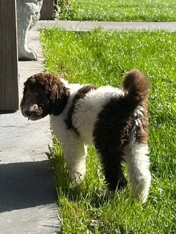 DOODLE PUP TEEF ZOË, Nederland, Overige rassen, CDV (hondenziekte), 8 tot 15 weken