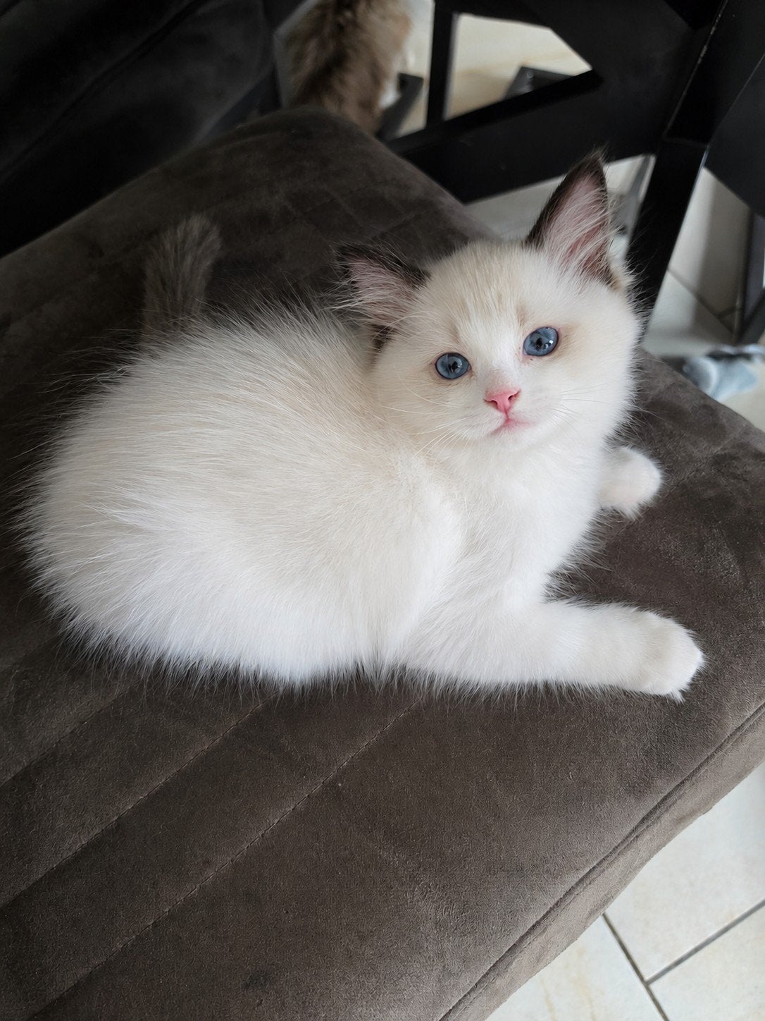 Zeer mooi ragdoll poesje uit geteste ouders met stamboom!, Poes, Met stamboom