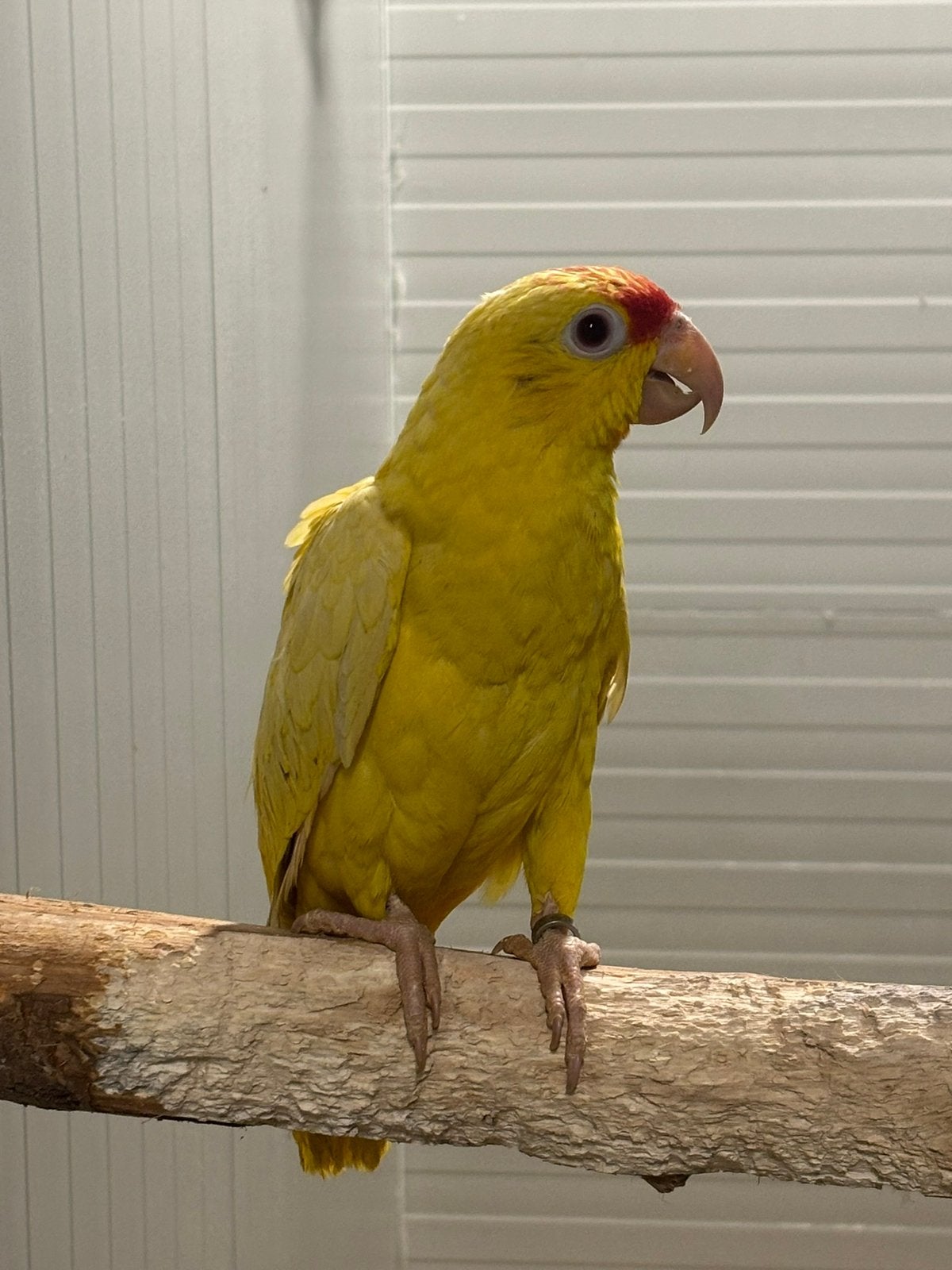 Lutino Amazones, Dieren en Toebehoren, Meerdere dieren, Papegaai, Geringd