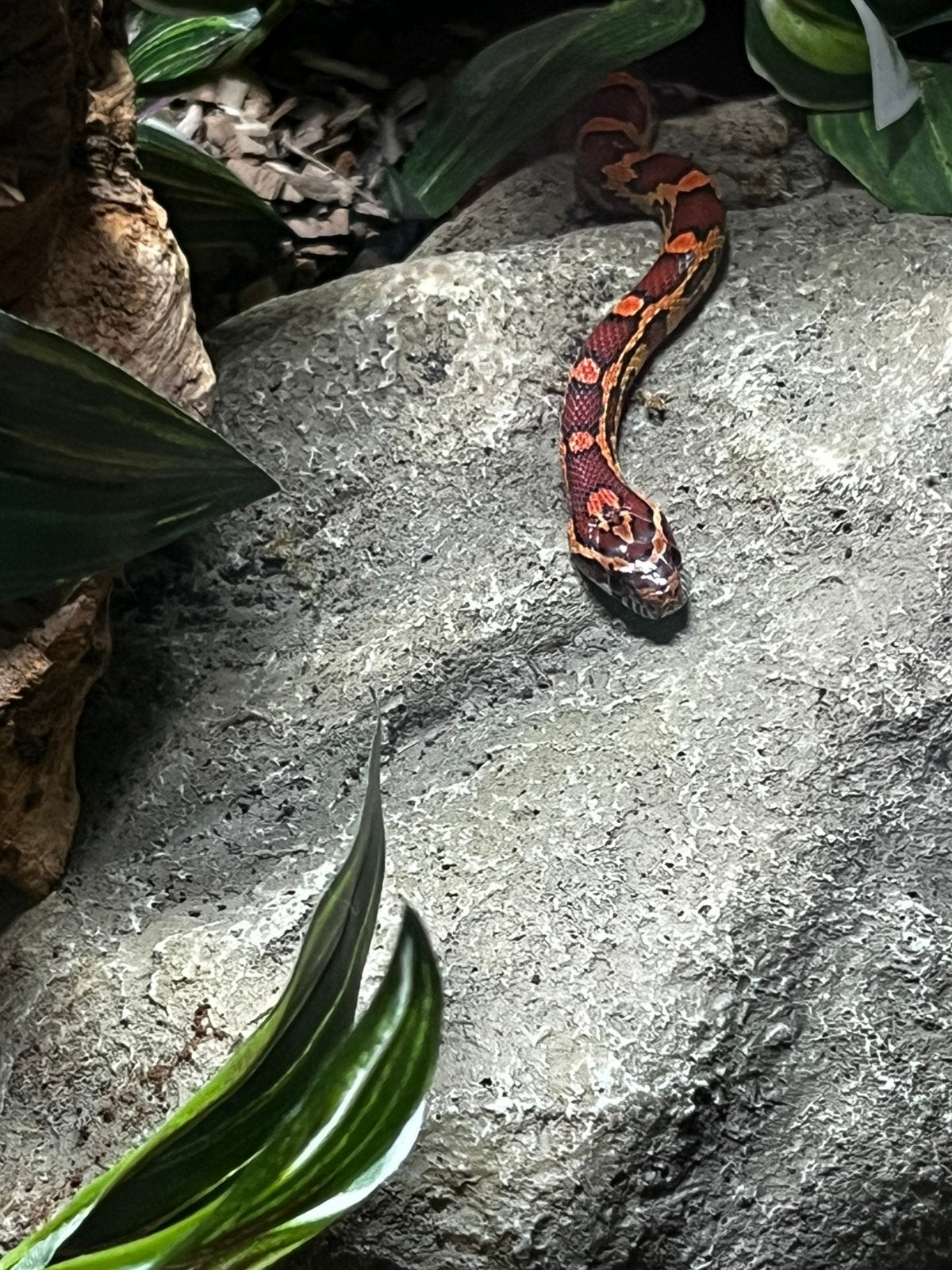 Korenslang 9 maanden oud mooie kleuren Corn Snake photo 2