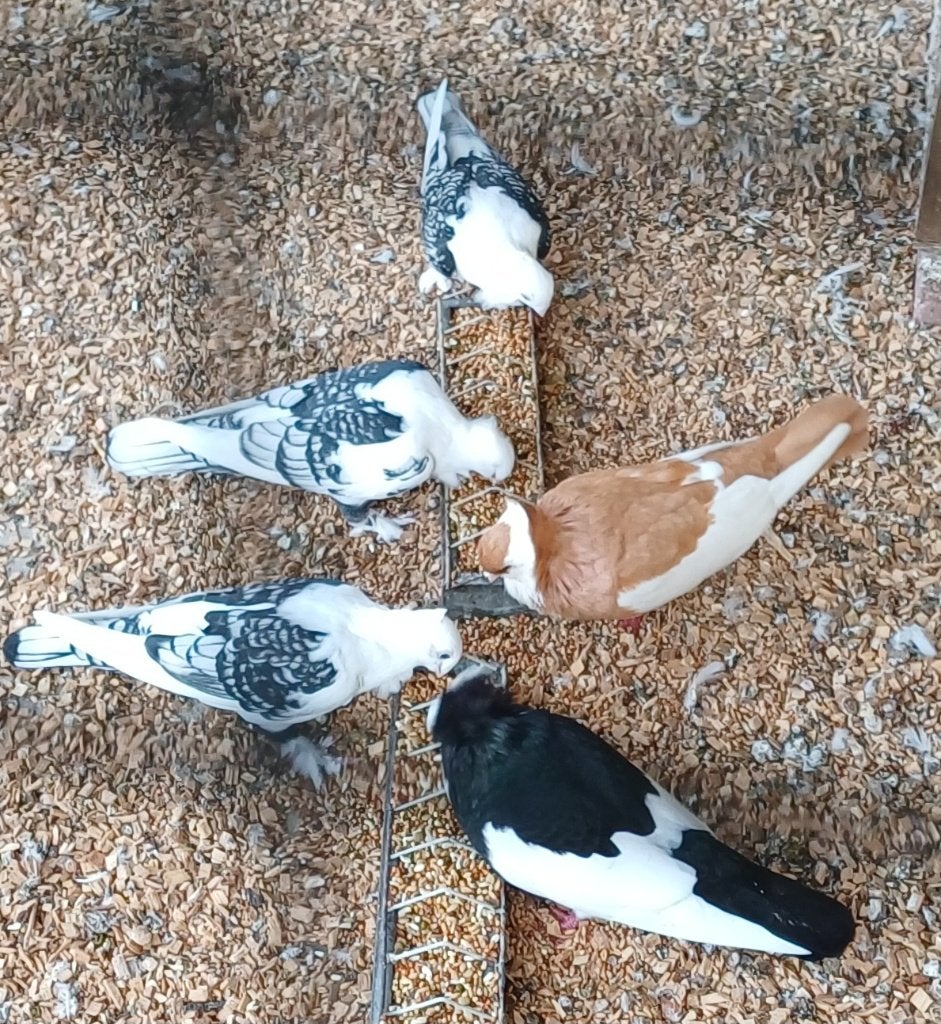 Felegyhazer, pauwstaart, oosterse meeuw, Dieren en Toebehoren, Vogels | Duiven, Meerdere dieren, Overige soorten