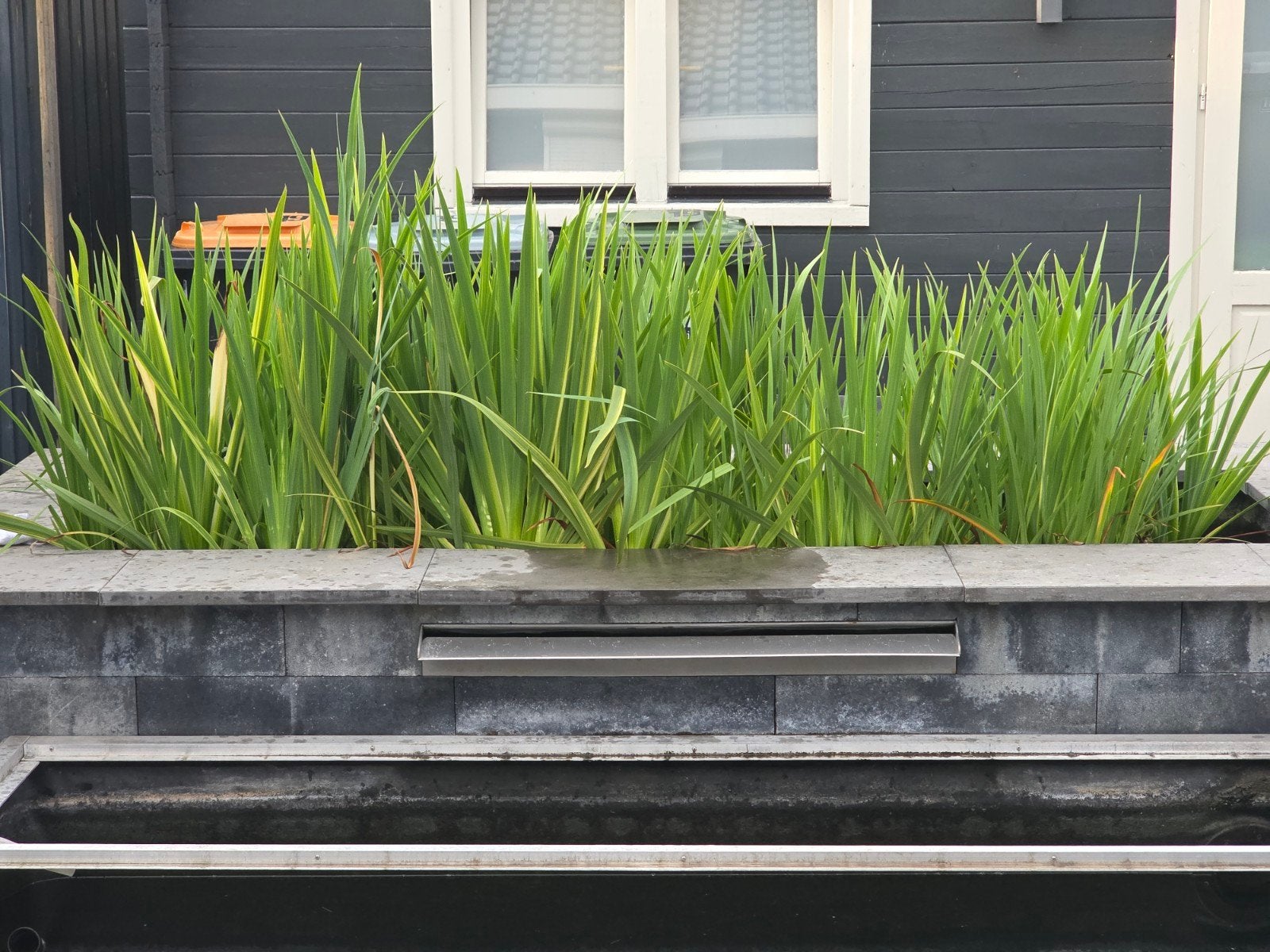 witte iris met substraat, Tuin en Terras, Ophalen, Overige soorten, Volle zon