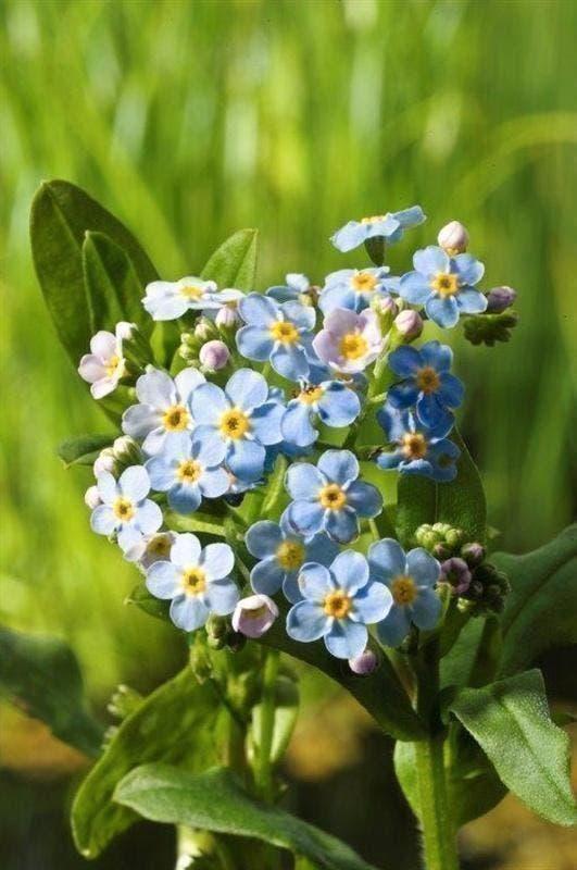 vijverplanten ,veel zuurstof planten, en bloeiende planten, Tuin en Terras, Planten | Tuinplanten, Ophalen, Overige soorten, Volle zon