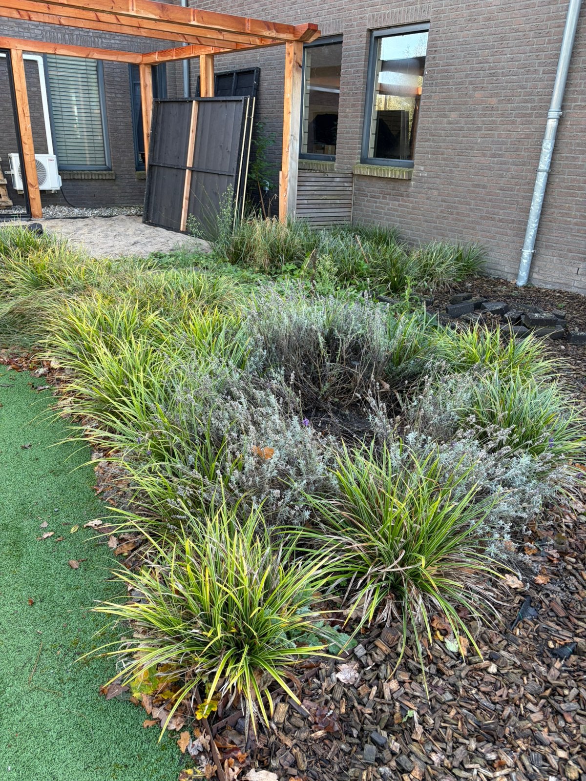 Planten gratis af te halen, Ophalen, Volle zon, Overige soorten
