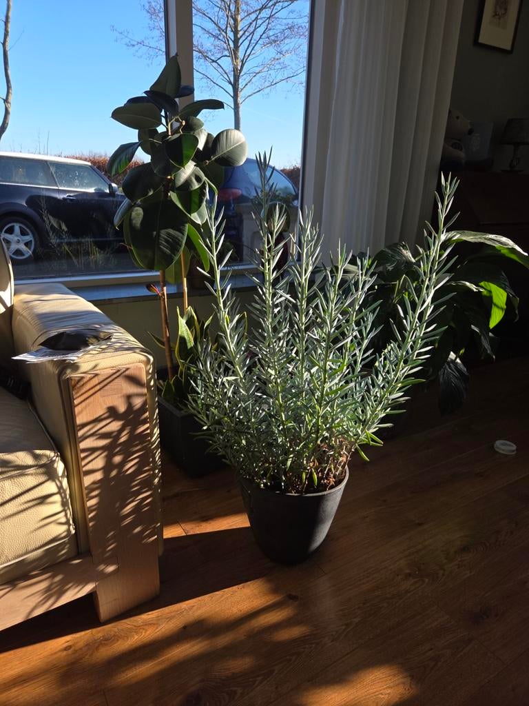 Kamerplant. Senecio Aquarine met  pot, Ophalen, Halfschaduw, Minder dan 100 cm