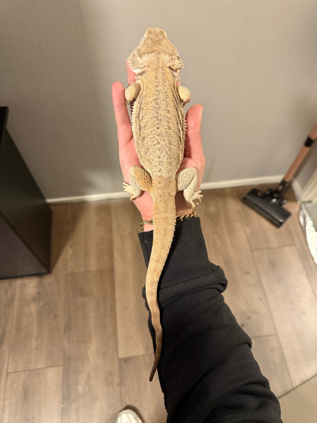 Baardagaam man Bearded Dragon photo 3