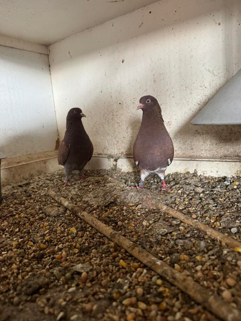 2 koppels sheffield tripplers, Meerdere dieren, Tuimelaar of Roller