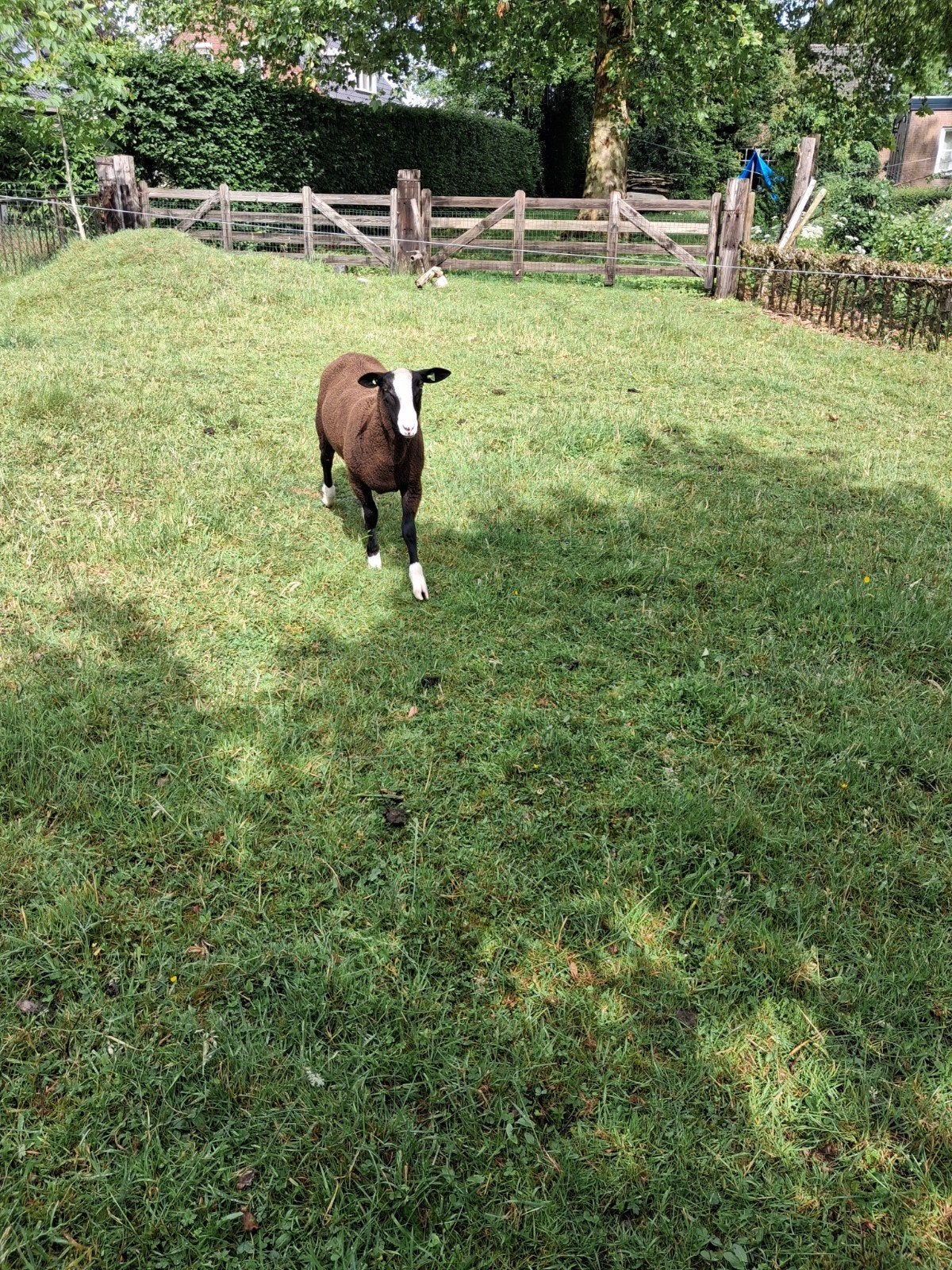 Zwartbles ram, Mannelijk, Schaap