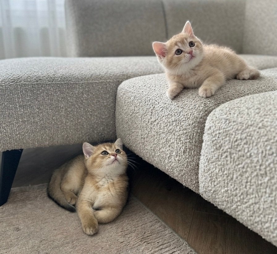 Britse Korthaar Kittens – Direct Beschikbaar, Meerdere dieren, Ontwormd