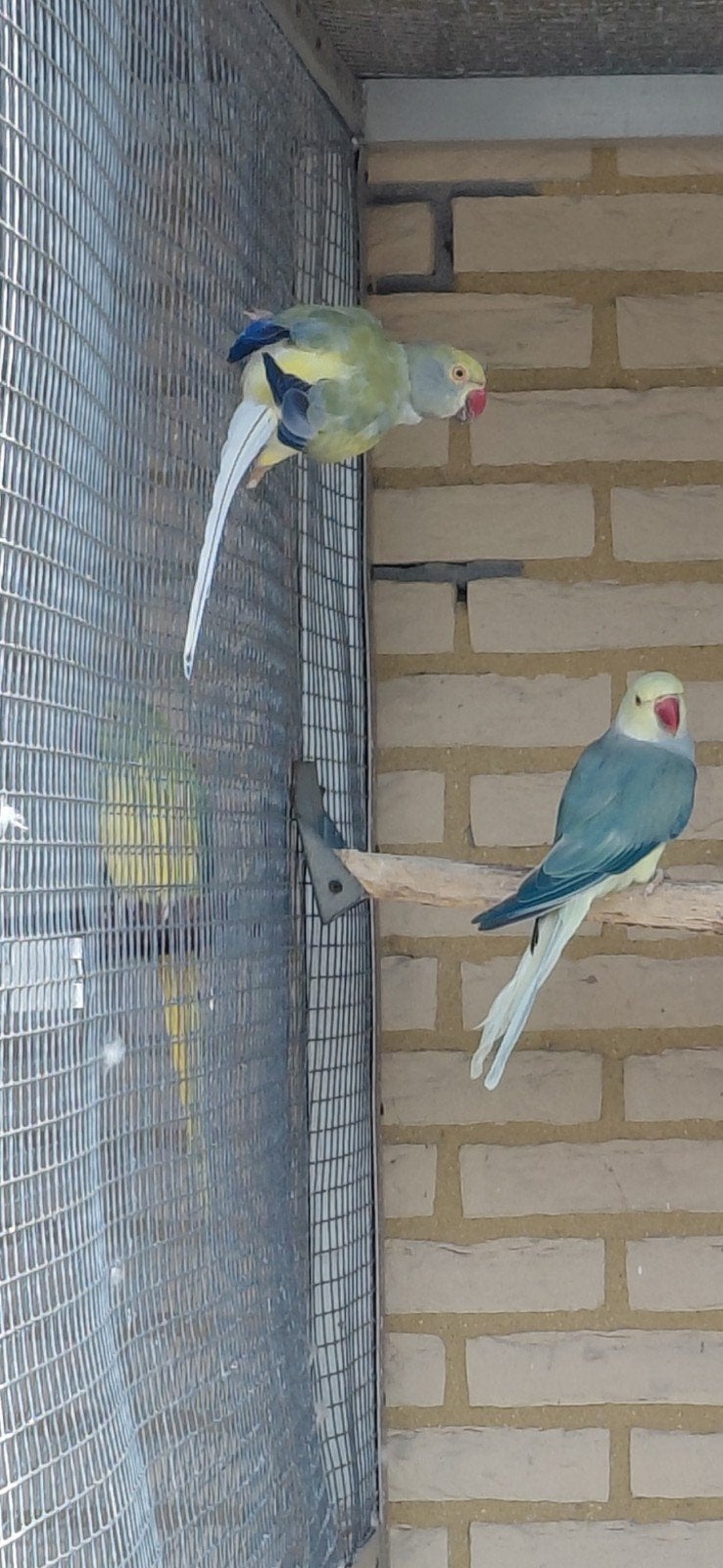 Broedkoppel aqua x violet halsband parkieten, Meerdere dieren, Parkiet, Geringd