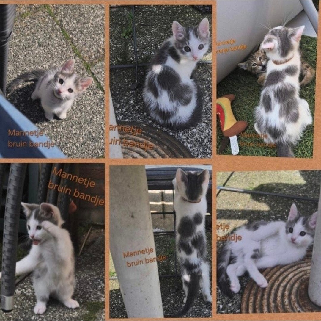 Wij zoeken nog een nieuw huisje... 1 Kitten, Meerdere dieren, Ontwormd, 0 tot 2 jaar
