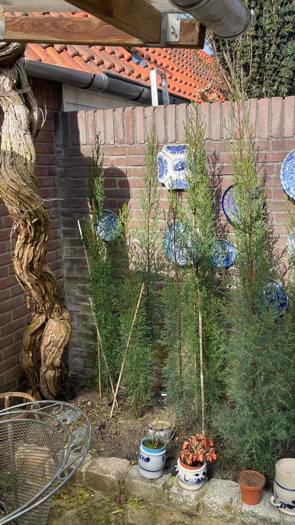 20 winterharde Spaanse cipressen, Volle zon, Vaste plant, Bloeit niet, Ophalen