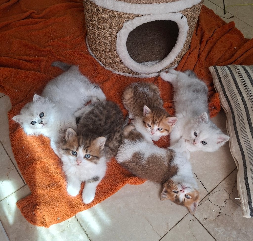 Prachtige Britskort-en langhaarkittens, Dieren en Toebehoren, Katten en Kittens | Raskatten | Korthaar, Meerdere dieren, Ontwormd