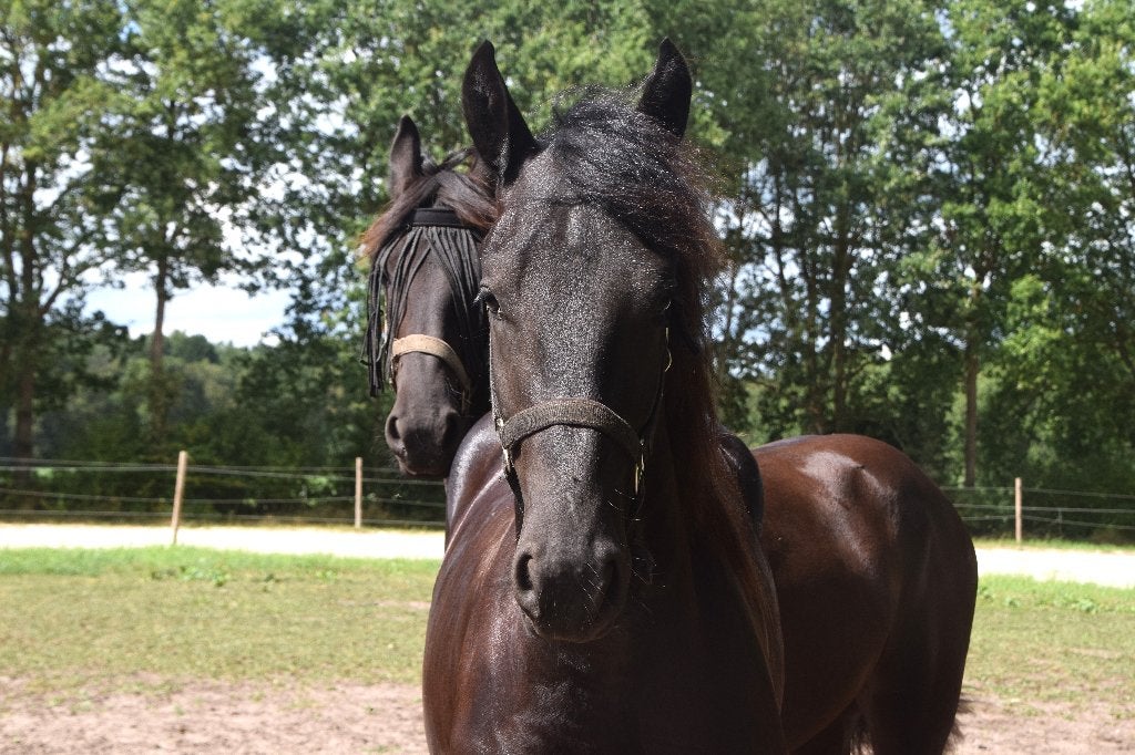 Superleuk duo Friese Hengsten, Dieren en Toebehoren, Paarden, Minder dan 160 cm, Met stamboom, Niet van toepassing, 0 tot 2 jaar