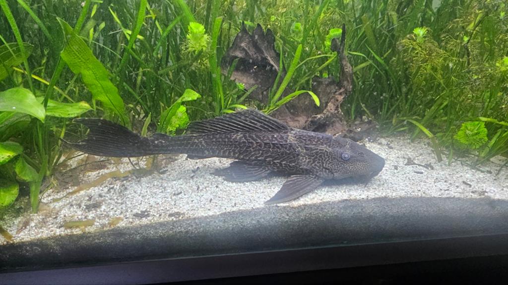 Algeneter pleco, Dieren en Toebehoren, Vissen | Aquariumvissen, Vis, Zoetwatervis