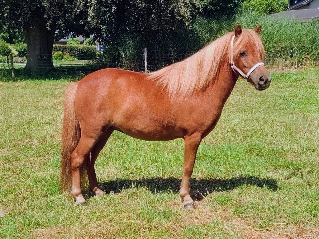 shetlander merrie, Merrie