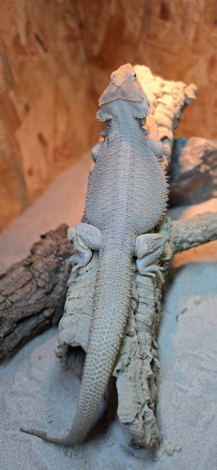 nakweek baardagaam Bearded Dragon photo 2
