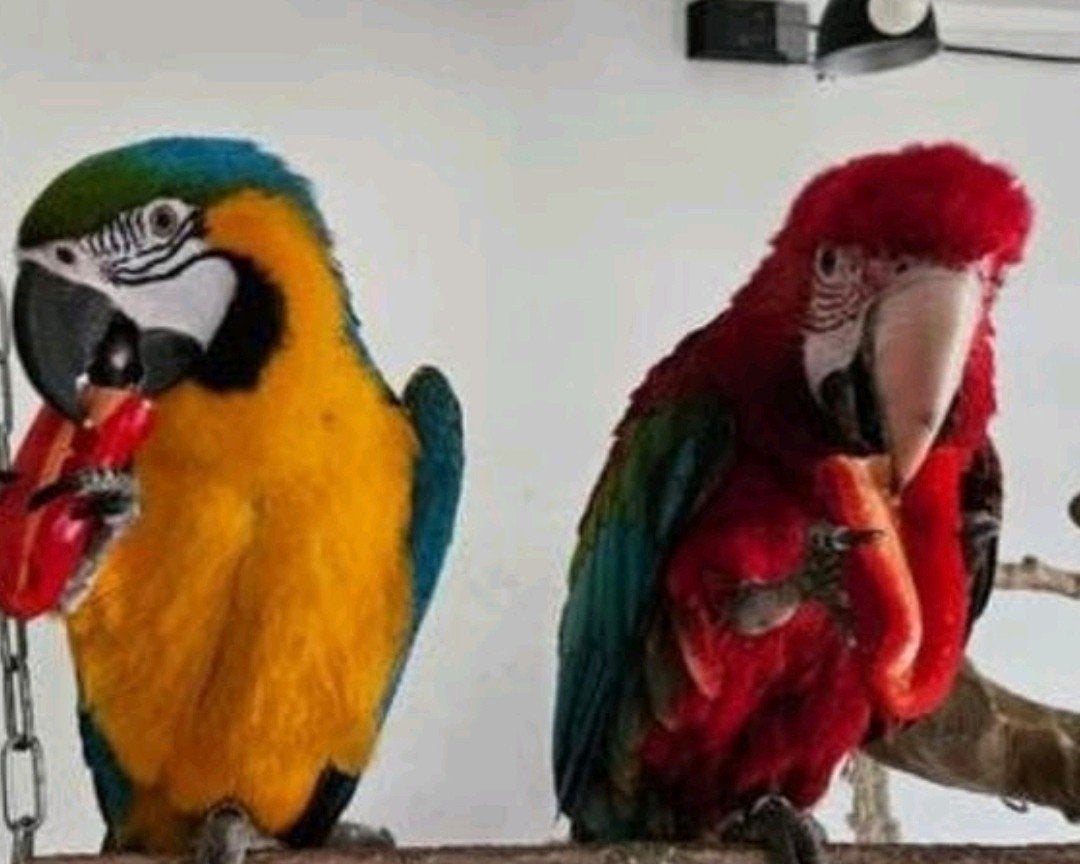 groenvleugel ara papegaai, Dieren en Toebehoren, Mannelijk, Papegaai