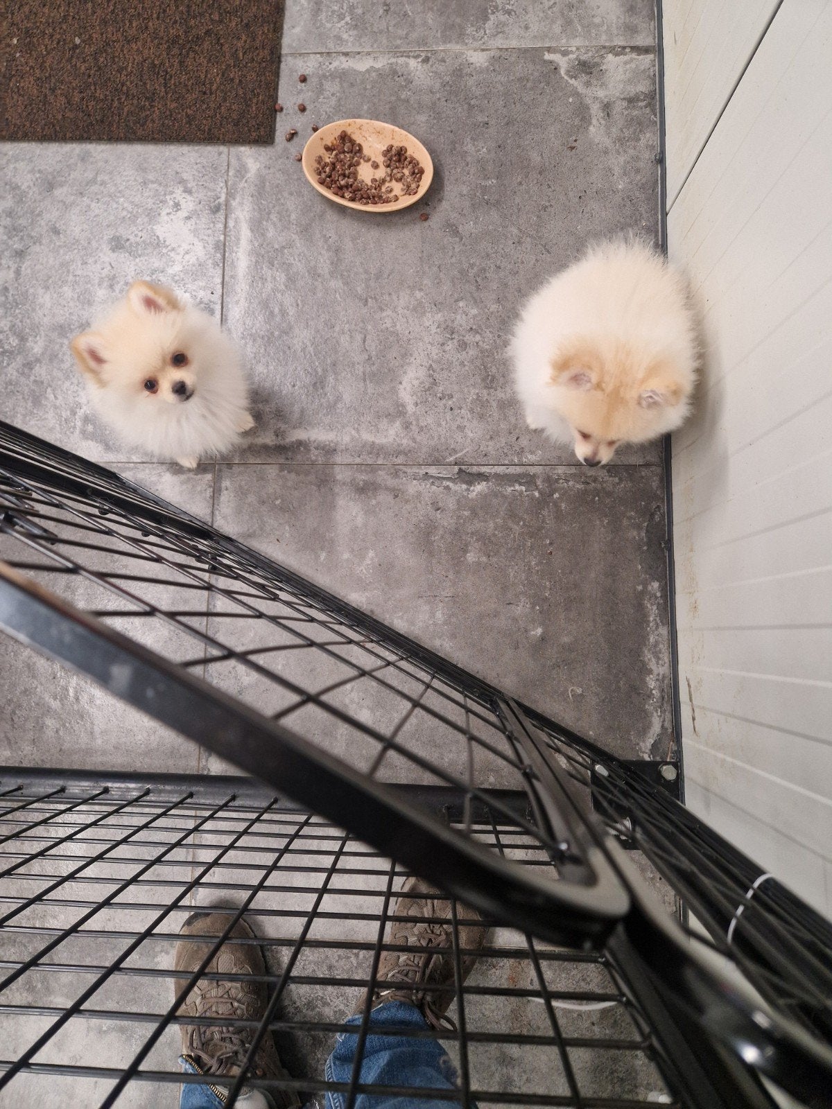 nog een mini reutje te koop, Dieren en Toebehoren, CDV (hondenziekte), 8 tot 15 weken, Eén hond, Nederland
