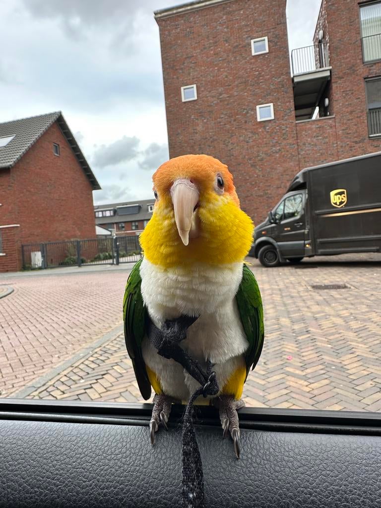 Papegaai Caique witbuik van 2020, Dieren en Toebehoren, Vogels | Parkieten en Papegaaien, Mannelijk, Papegaai, Geringd