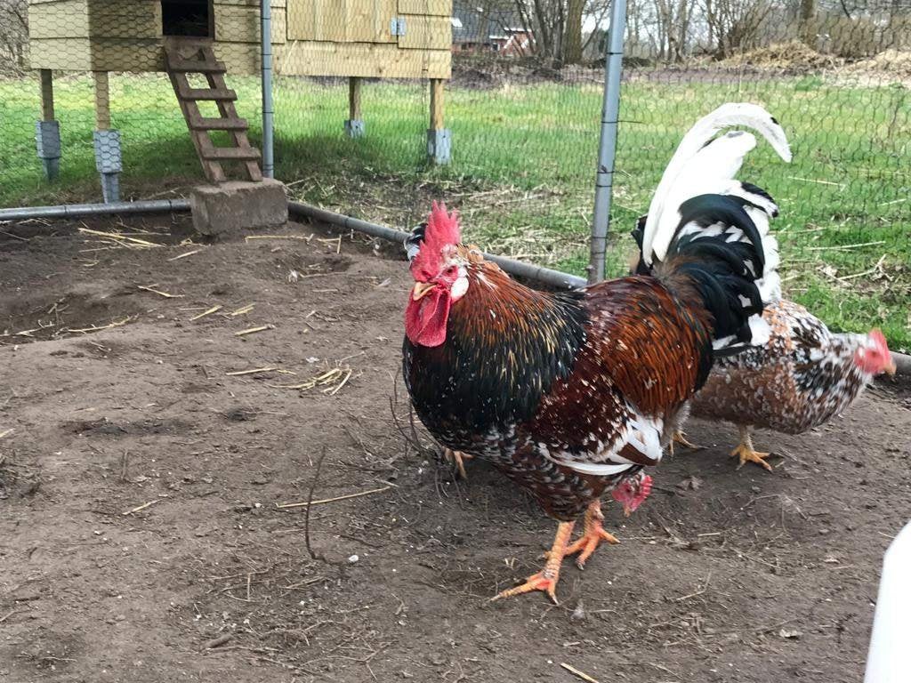 Gratis kippen, Dieren en Toebehoren, Meerdere dieren, Kip