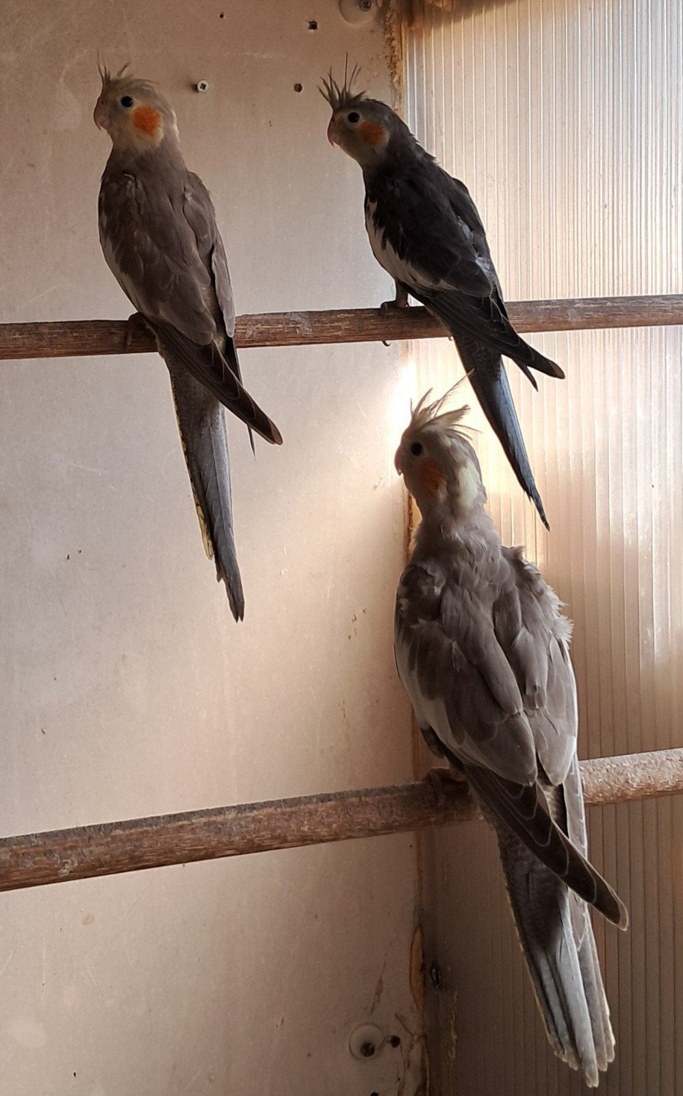 Tekoop 3 jonge valkparkieten, Dieren en Toebehoren, Vogels | Parkieten en Papegaaien, Vrouwelijk, Parkiet
