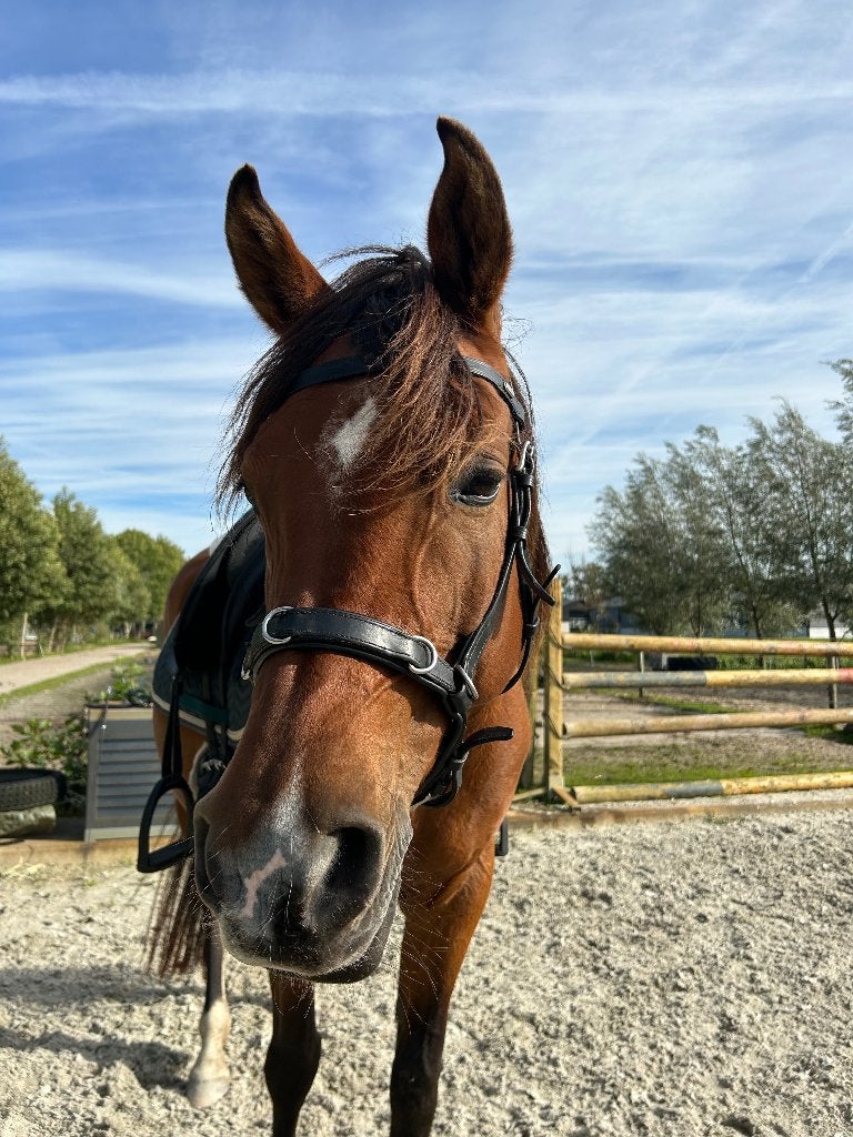 Verzorger/ bijrijder gezocht voor arabische merrie, Dieren en Toebehoren, Ophalen of Verzenden