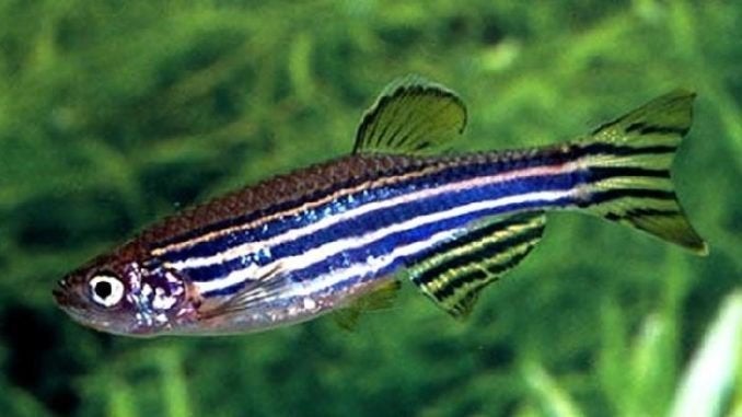 Zebra Danio - Brachydanio rerio - Koidreams Valburg, Dieren en Toebehoren, Vis, Zoetwatervis