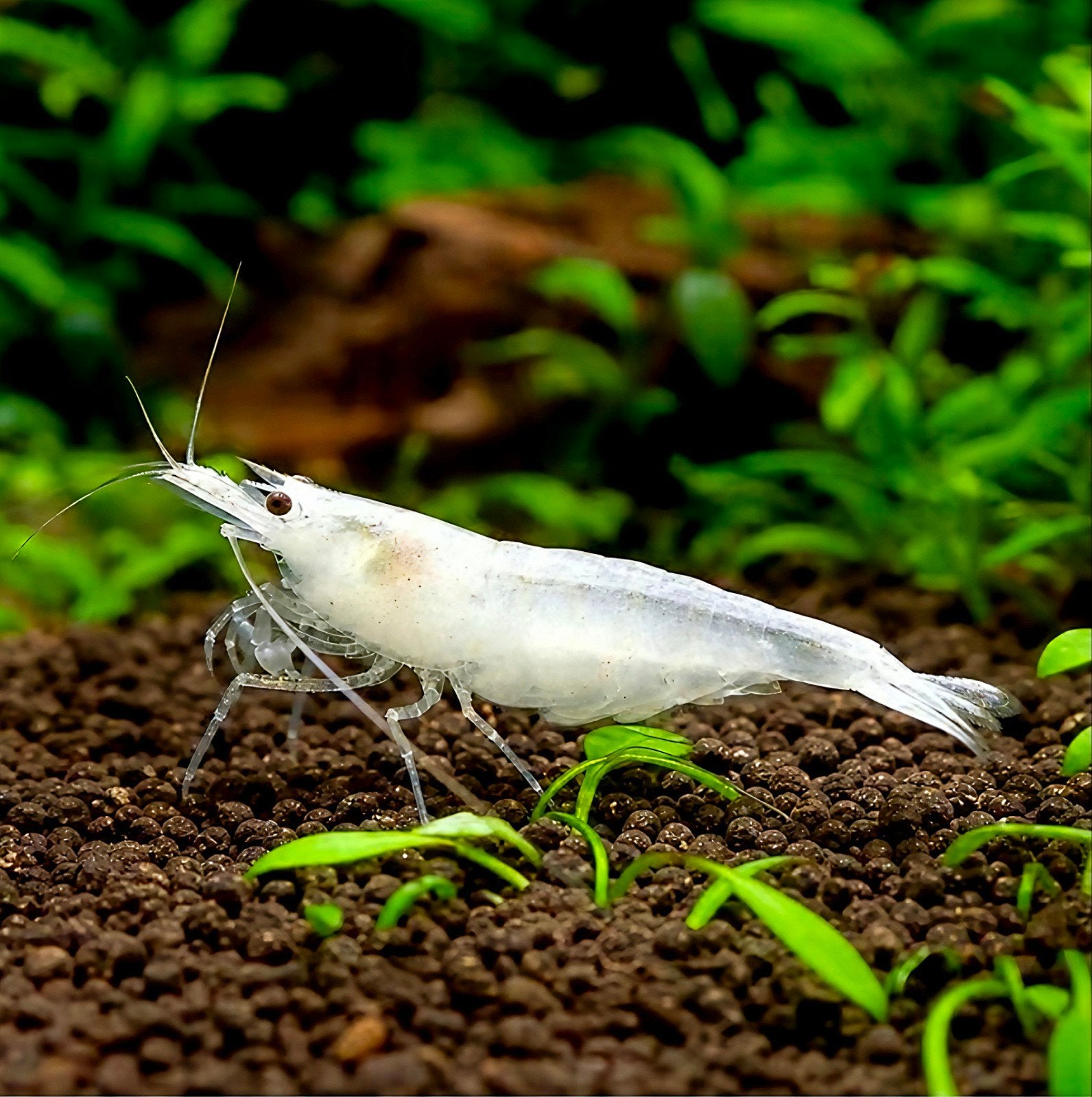 Caridina Amano Snow / Japonica garnalen, Dieren en Toebehoren, Kreeft, Krab of Garnaal