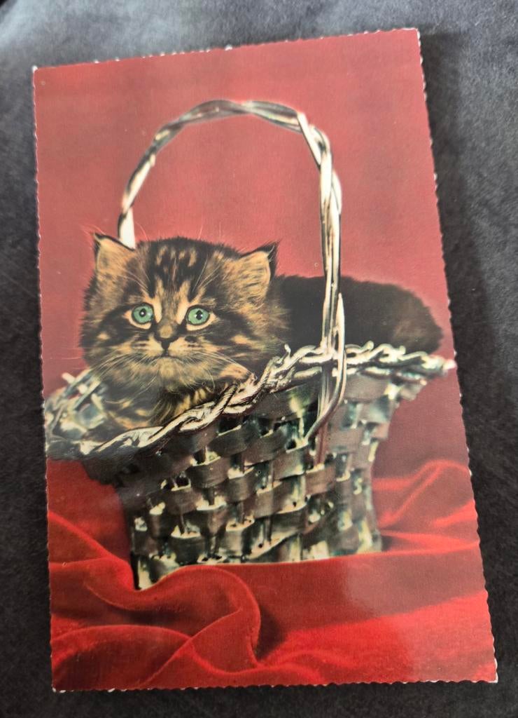 Poes in een mandje, Verzenden, Ongelopen, Hond of Kat