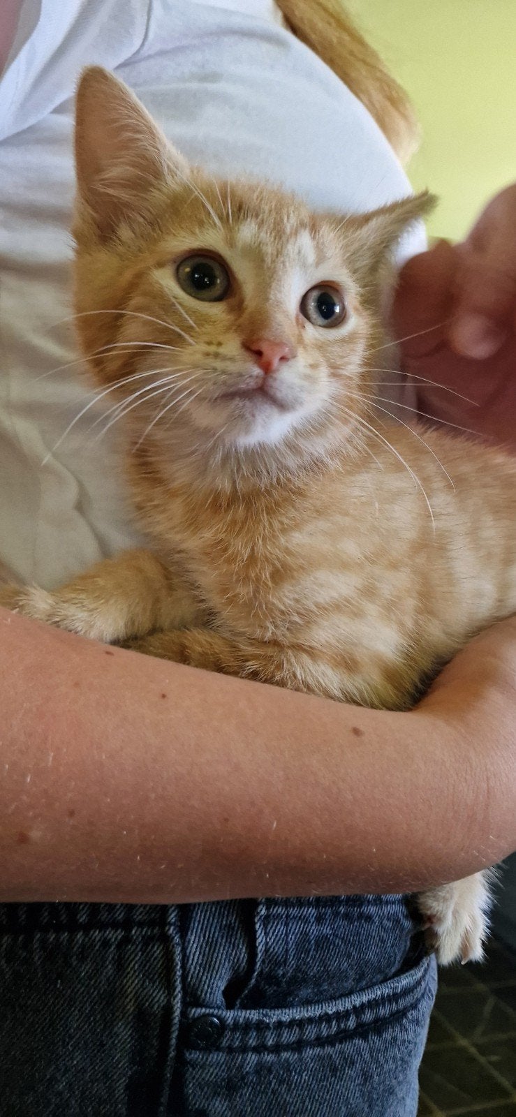 Nestje kittens van de boerderij, Meerdere dieren