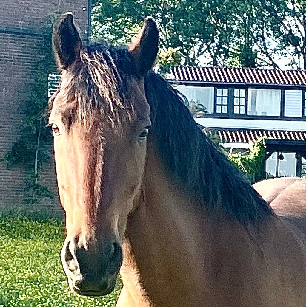 Stalling gezocht oudere pony, Stalling, 1 paard of pony