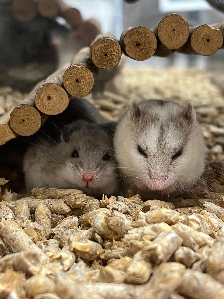 Chinese dwerghamsters | Goed tam te maken | Jonge hamsters, Dieren en Toebehoren, Hamster, Meerdere dieren, Tam, September