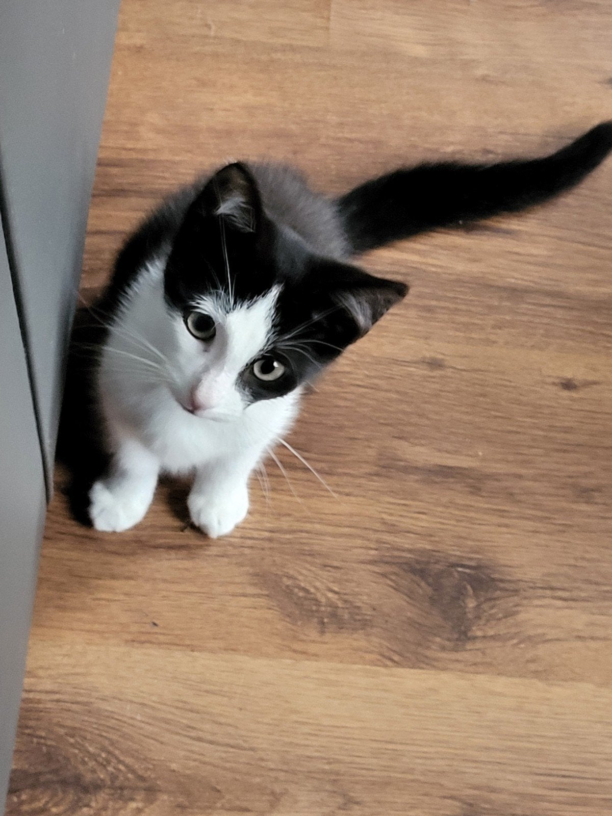 bijna gratis kittens, Meerdere dieren