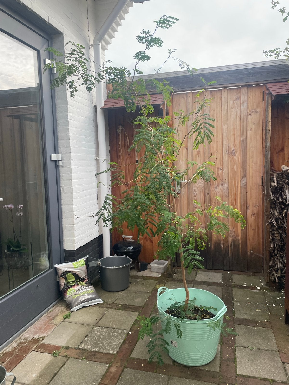 Grote Mimosa boom persische slaapboom  (ca. 2.20m) in pot, Volle zon, Vaste plant, Zomer, Ophalen