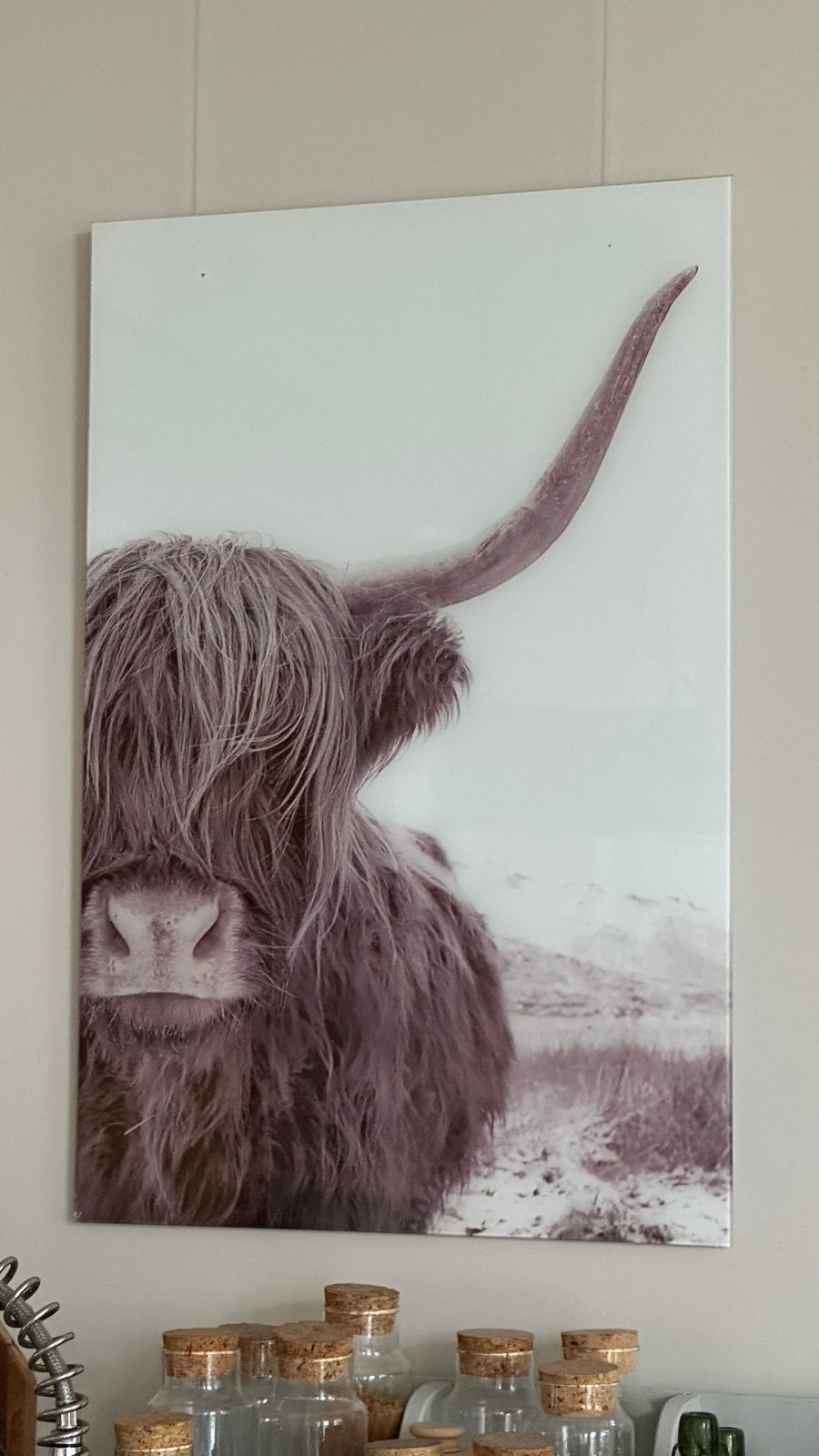 Print op glas hoogglans Schotse Hooglander, Ophalen, Gebruikt, Schilderij, 75 – 100