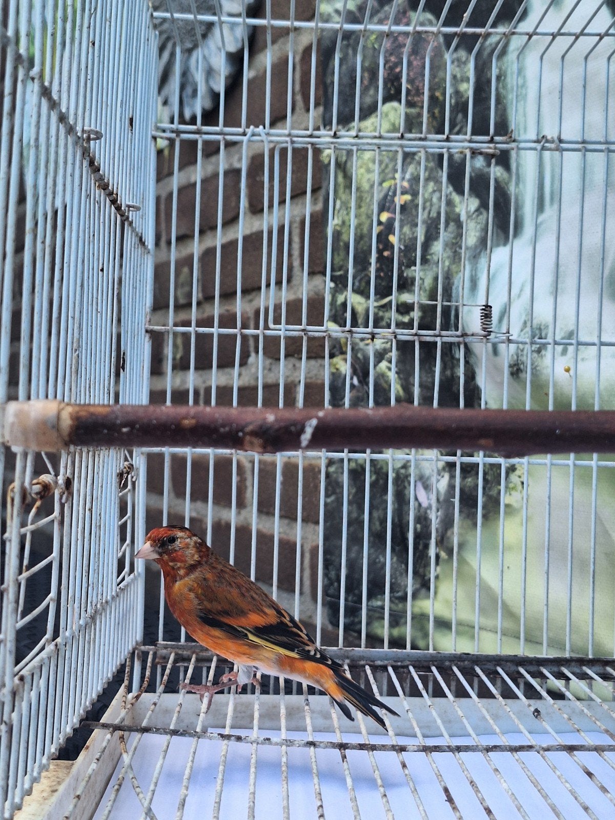putter x kanarie,85 euro., Dieren en Toebehoren, Vogels | Kanaries, Mannelijk, Bastaard