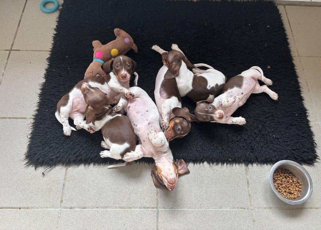 Dwerg Teckel kortharige piebald pupjes, Dieren en Toebehoren, Honden | Teckels en Dashonden, Parvo, België, Fokker | Hobbymatig