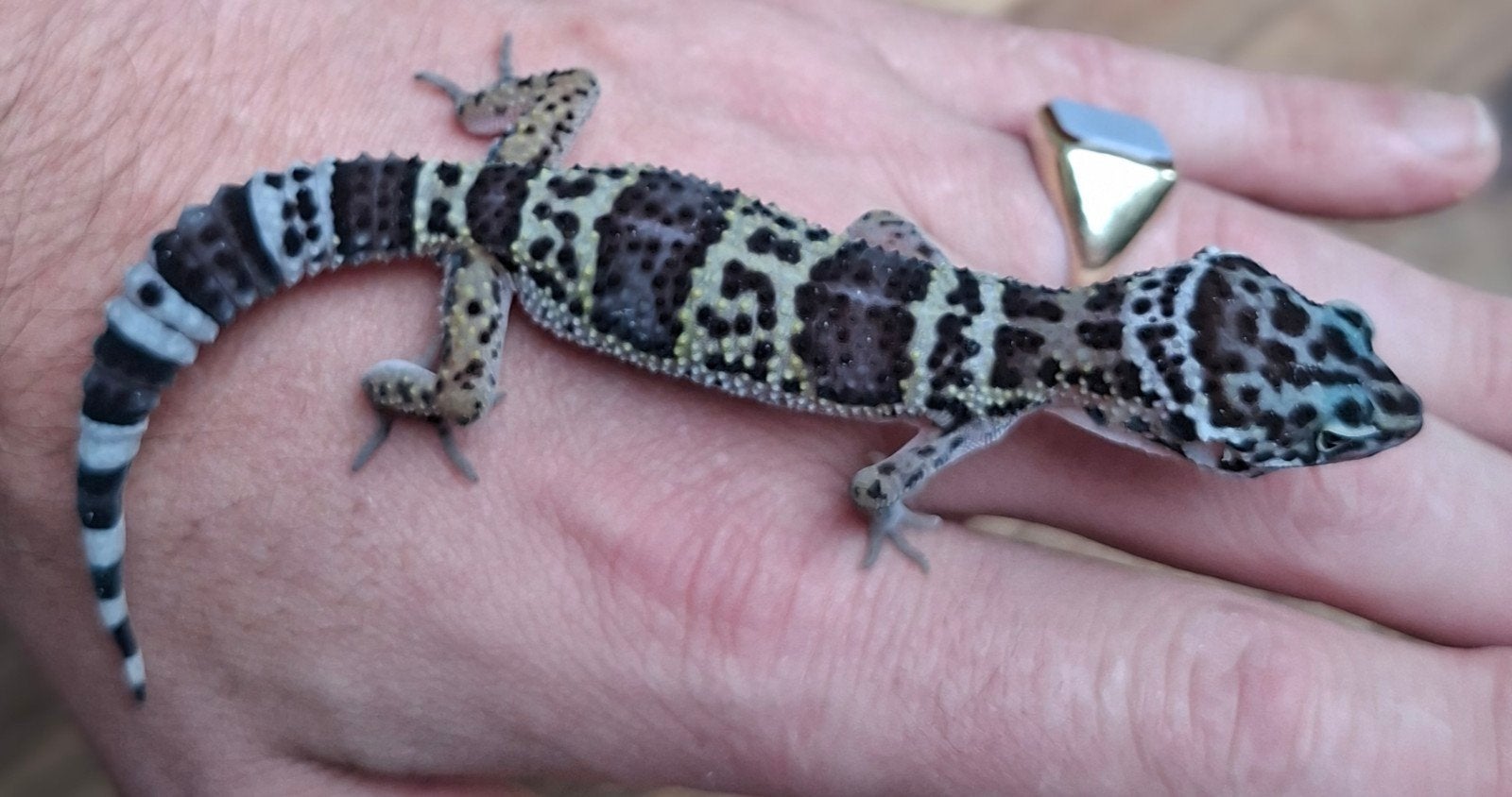 jonge luipaardgekko's nog maar  2 beschikbaar, Dieren en Toebehoren, Hagedis, 0 tot 2 jaar