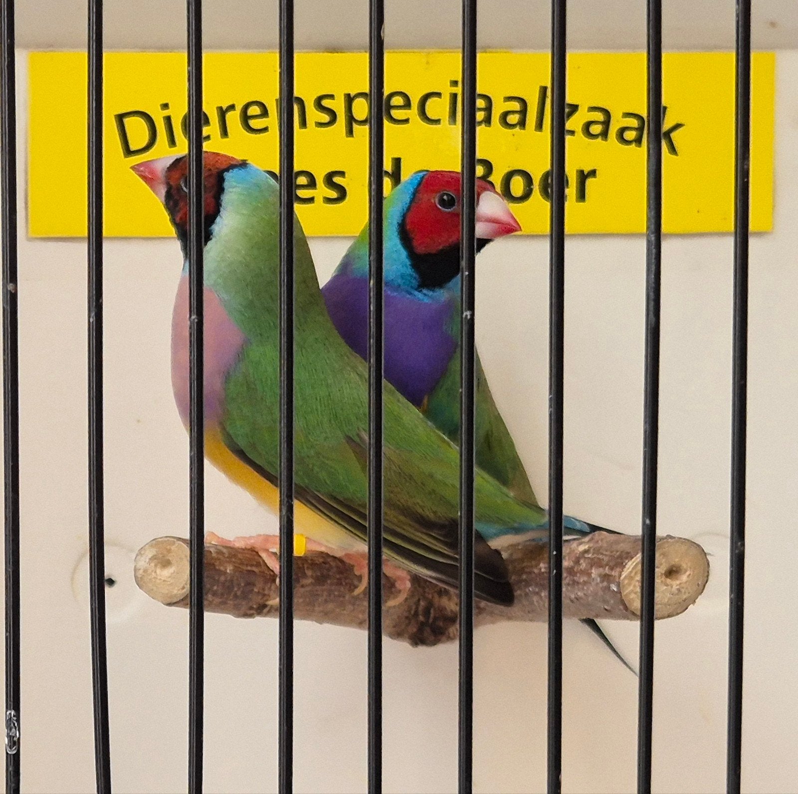 koppel roodkop goulds, Dieren en Toebehoren, Vogels | Overige Vogels, Meerdere dieren