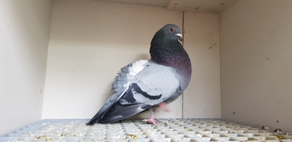 morrillero kroppers, Meerdere dieren, Kropper