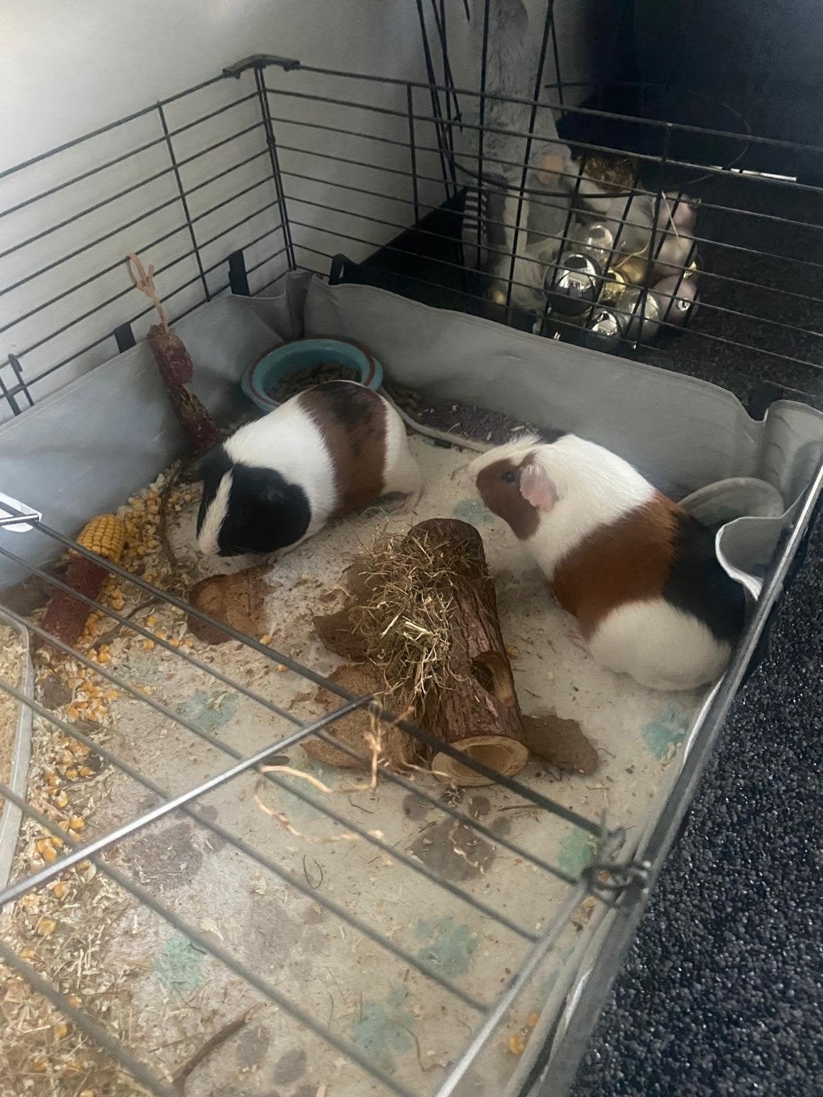 Goed tehuis gezocht voor 2 Cavia mannen, Juli, Mannelijk, Cavia