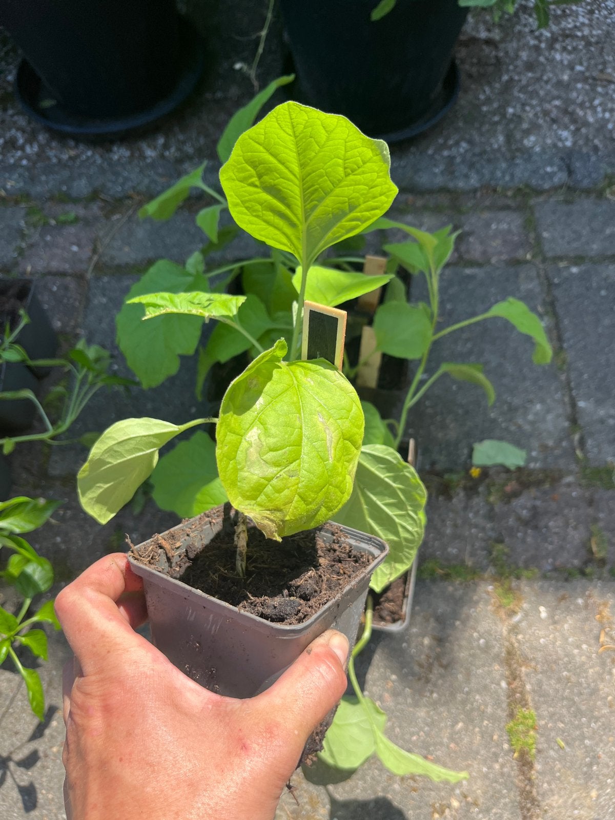 Aubergine plantjes en meer planten, Ophalen, Eenjarig, Groenteplanten, Volle zon