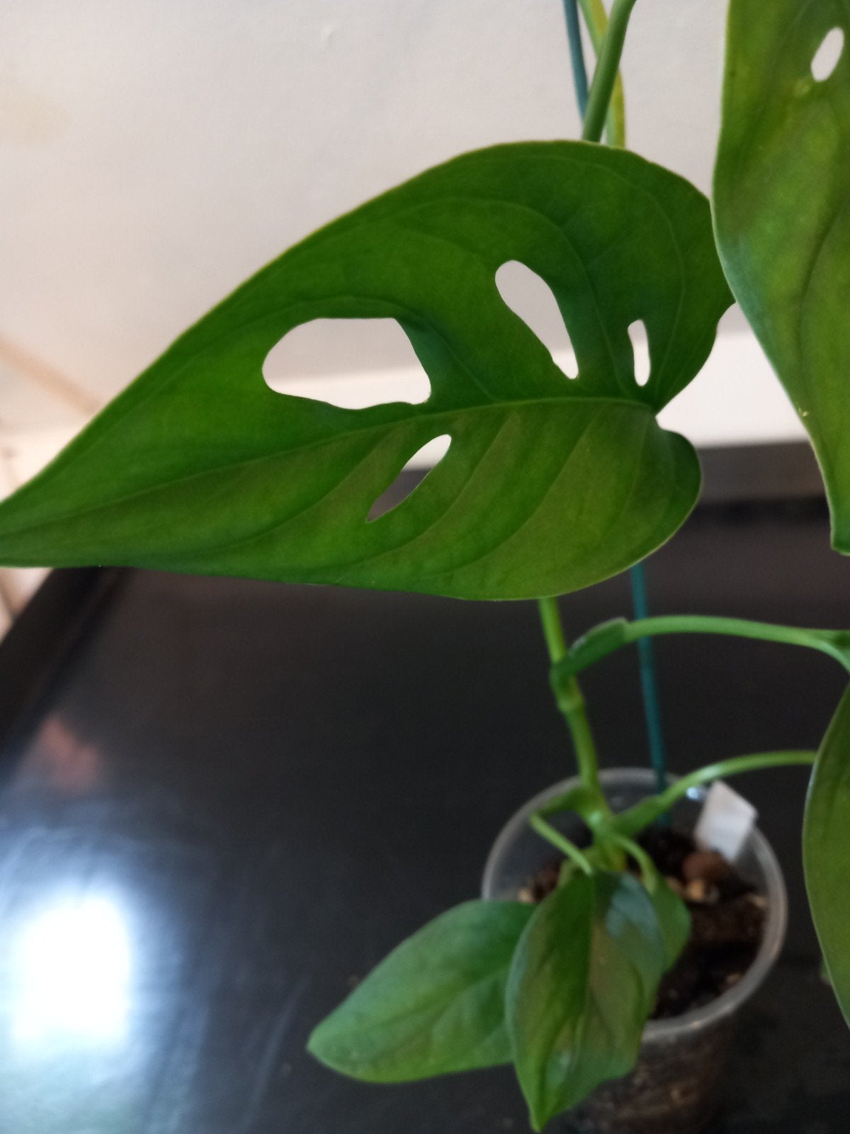 Monstera Ecuador., Huis en Inrichting, Kamerplanten, Ophalen of Verzenden, Halfschaduw, Minder dan 100 cm