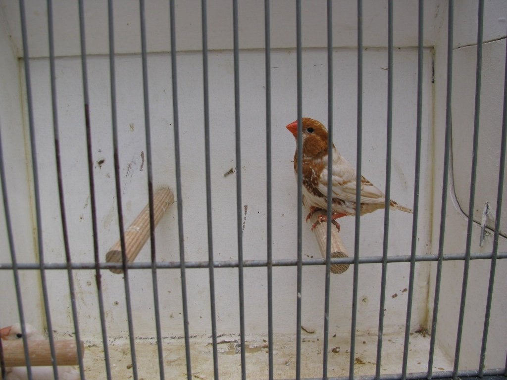 koppel oranjeborst zwartborst isabel bruin zebravinken, Dieren en Toebehoren, Vogels | Overige Vogels, Meerdere dieren