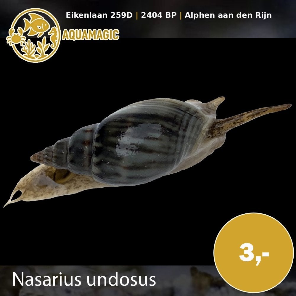 nasarius undosus, Slak of Weekdier, Zoutwatervis